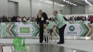 Джокер Шоу Донателла