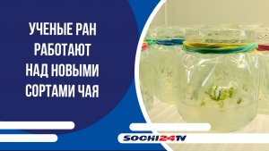 Ученые РАН работают над новыми сортами чая