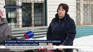 Трупы животных разбросаны по улицам. В поселке Чистые Ключи Шелеховского района догхантеры отравили