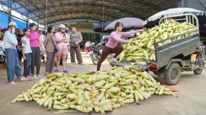 Harvest 1000 Fresh Sticky Corn Cobs, Use 3-Wheeled Truck Transport Corn To Sell at Market