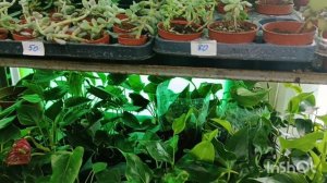 Обзор орхидей в магазине Горшечные растения( " Росток")19.11.25