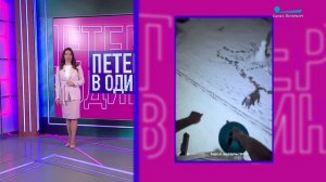 Петербург в один клик. В один клик: Зима на орбите Земли, мастер-класс от уточек, робот-дирижёр