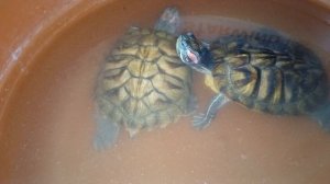 Красноухие черепахи 🐢  вечер 19-11-2025. Колонка Маруся рассказывает анекдоты.