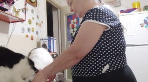 19 ноября 2025г. Перчик.Кактус. Кошки на кухне. Что хочет котик?