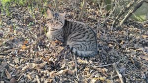 Можно дальше строиться. Придомовая преображается. Пекла печенье🍪, а получилось...