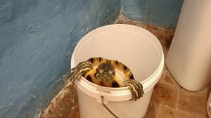 Что умеет делать красноухие черепахи