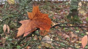 БардАкадемия осень 2025 клип2