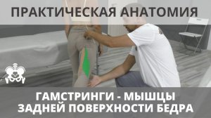 МЫШЦЫ ЗАДНЕЙ ПОВЕРХНОСТИ БЕДРА (Гамстринги). Практическая анатомия.