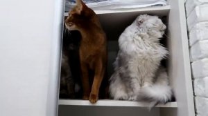 КОШАЧЬЯ ИСТОРИЯ УЖАСОВ 3 СЕРИЯ | ПРЯТКИ В ШКАФУ