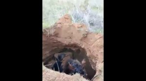Лошадь провалилась под землю и попала в склеп времен Золотой Орды в степи Астраханской области.
