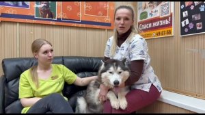 Скептики молчат, а хаски живёт! Спасибо, что поверили в него!| Норд