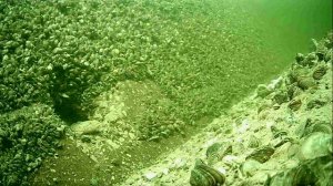 1000005039.mp4Волга гл.5м 19.11.2025г.