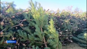 С территории Ульяновской области отгружено более 14 тысяч рождественских деревьев