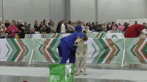 Горация Грейт