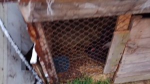 Вот и я дождалась первый снег, первый раз в моём городе.