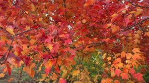 Осенние листья // Футаж