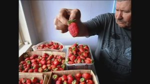 Клубника СОЛНЕЧНАЯ ПОЛЯНКА