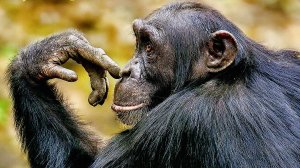 Разумные Животные Станут ли они умнее человека