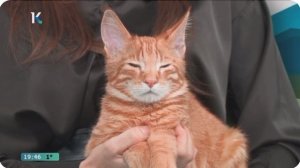 Котопогода Катунь24