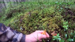 Грибник зашел в ЕЛИ и стал ЗАИКАТЬСЯ! Гриб на грибе, руки устали резать! Грибы Лес Сказочная Карелия