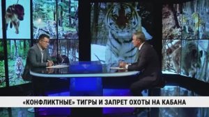 «Конфликтные» тигры и запрет охоты на кабана / Юрий Колпак