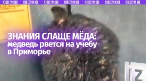 Гималайский медведь напал на школу в Приморском крае