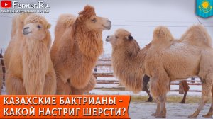 🐪Племенные казахские верблюды: особенности и селекция. Бактрианы и дромадеры. Шубат, шерсть, мясо.