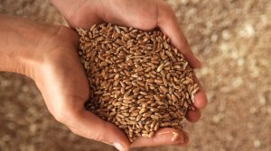 Российские аграрии с 20 декабря запустят пробные торги зерном на бирже