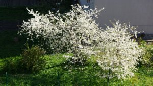 Романс "Белая ночь" из к/ф "Ликвидация". Гурьевск, 26 сентября 2025 г.