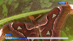 Чудеса природы теперь можно увидеть в Ботаническом саду КБГУ