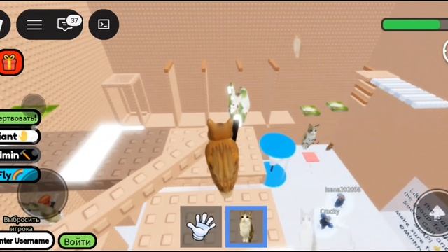 играю в обби меовла в рб