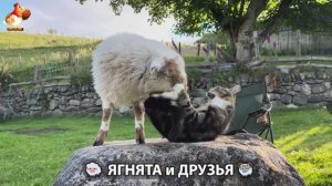 Ягнята и друзья 🐑 Веселые истории из жизни животных 😂 (10)