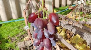 ЖУРАВЧИК КРАСНЫЙ!!!🍇🍇🍇 СИГНАЛКА НА ПРИВИВКЕ 2025. Telegram, WhatsApp и Vlber +79528500417.