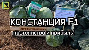 ЭТАЛОН среди поздних капуст. Выращивание капусты в промышленном масштабе.