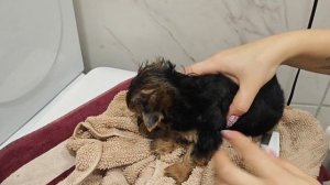 Малыши Йорки. Первое мытьё и тщательная проверка шерсти.