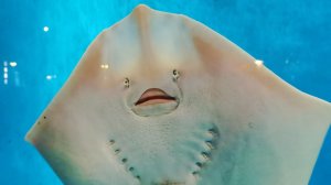 Морской скат морепродукты Корея