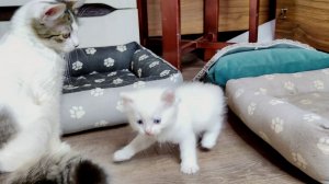 Белый котёнок развлекает свою маму-кошку и старшего брата. Счастливое кошачье семя.