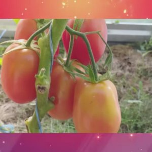 Томаты, устойчивые к фитофторе