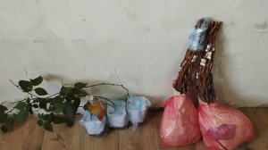 двадцать пятый год саженцы заказ