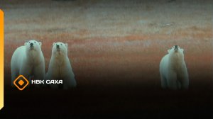 «По следам белого медведя»  (18.11.25)