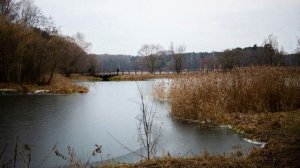 Ученые нашли в московских прудах токсичные штаммы цианобактерий