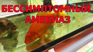 Пример бессимптомного амебиаза у золотой рыбки. Как отличить самца от самки у золотой рыбки.