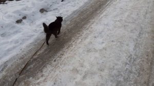 Тишка на улице.