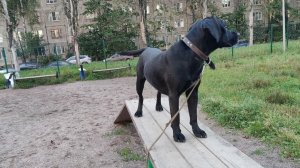 Моя Жизнь Кино @ На Буме @ Музей Псов