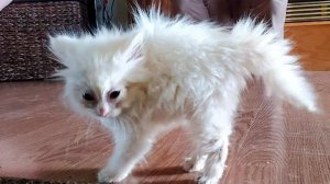 ПРИКОЛЫ С ЖИВОТНЫМИ ДО СЛЕЗ / Смешные КОТЫ