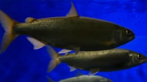 Байкал Каспий Ладога. Часть 1. Священный Кристалл Сибири