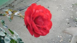 12=11=2025  ПВН  (40)