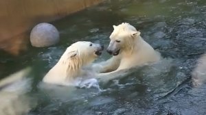 Медвежата Белка и Стрелка подрались в ледяной воде и занялись любимыми игрушками.