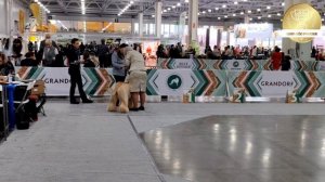 Ринг афганской борзой, Евразия, 2ой день. Москва 2025 год.