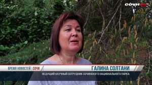 В Сочи началось пыление Кедра Гималайского